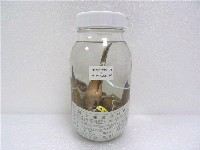 黑斑瘠塘鱧藏品圖，第2張